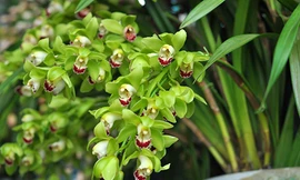 Địa Lan Trung Quốc là một trong số cây cảnh được người Việt chuộng mua chưng Tết. Ảnh minh hoạ