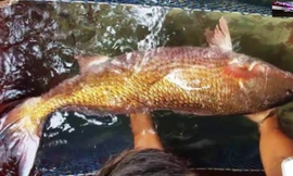 Một ngư dân Bến Tre bắt được cá “khủng,” định giá 1 tỷ đồng