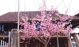 Hoa anh đào Nhật Bản nở rộ giữa lòng hồ ở Điện Biên