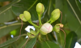 Bàng vuông Trường Sa nở hoa trên đất Tây Đô