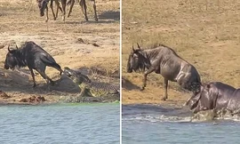 Hà mã xả thân cứu linh dương khỏi hàm cá sấu hung dữ 