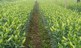 Hà Nội có thêm 'làng hoa Tây Tựu' quy mô lớn