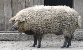 Mangalica là giống lợn có bộ lông giống cừu và chúng đã gần như tuyệt chủng vào những năm 90 thế kỷ trước.