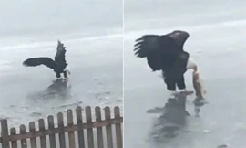 Đại bàng săn cá trên mặt hồ đóng băng