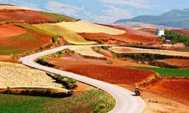 Trải rộng trên những cánh đồng rộng lớn, màu đỏ nâu không bình thường của Đông Xuân xuất phát từ sự giàu chất sắt và đồng. 