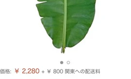 Người Việt phải trả 500.000 đồng mỗi chiếc lá chuối ở Nhật