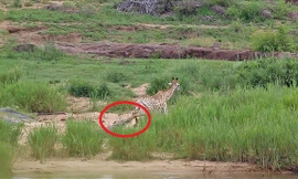 Hươu cao cổ bị cá sấu dài 5 mét cắn trọng thương, sư tử hưởng lợi