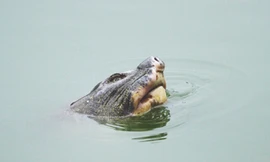 Bệnh của Rùa hồ Gươm không quá nặng Ảnh: Xuân Phú