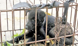 Chó lạ hung dữ xuất hiện ở biên giới phía bắc