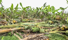 Nông dân Hưng Yên tự chặt bỏ hàng trăm gốc chuối
