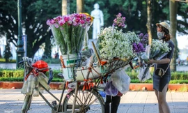 Cúc họa mi theo gió chớm đông về trên phố phường Thủ đô