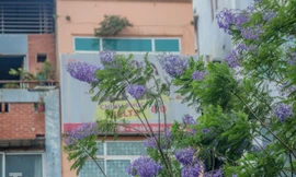 Nao lòng phượng tím Đà Lạt nở rộ giữa Hà Nội
