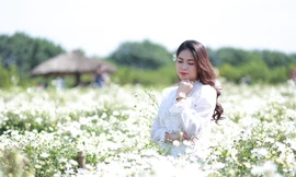 Nghìn người chen chân chụp ảnh cúc họa mi, dịch vụ 'ăn theo' hốt bạc