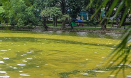 Mặt hồ Bách Thảo bất ngờ đổi màu lạ