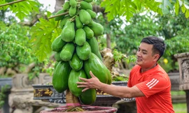 Đu đủ bonsai siêu độc, quả đẻ chi chít chơi Tết