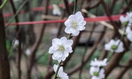 Đào cánh trắng hiếm có bạc triệu xuất hiện ở Nhật Tân