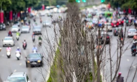 Hàng phong lá đỏ ở phố trung tâm Hà Nội giờ ra sao?