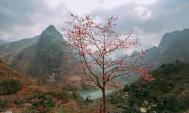 Ngẩn ngơ mùa hoa gạo vùng cao nguyên đá Hà Giang