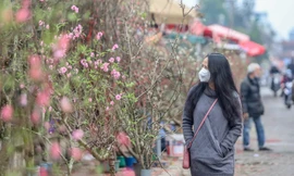 Người dân Hà Nội 'săn' đào cúng rằm tháng Giêng