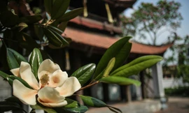 Độc đáo hoa sen đất trong chùa trăm năm tuổi