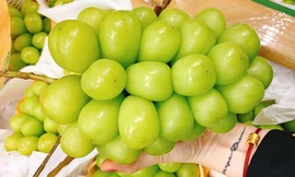 Loại nho to hơn trứng gà: Giá 7 triệu/chùm, có tiền cũng khó mua