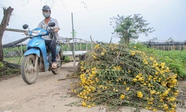 Không có nơi tiêu thụ, người nông dân khóc ròng, cắt hoa vứt đầy đường