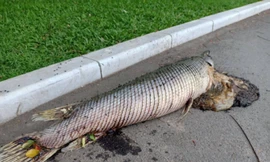 Cá hỏa tiễn chết trong công viên Thống Nhất là do người dân nuôi?