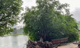 Cây si bên Hồ Gươm bật gốc sau trận mưa đêm