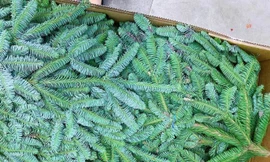 Cành thông tươi bán theo cân, dân Hà thành tới tấp đặt mua