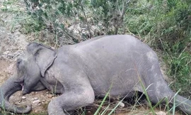 Con voi cuối cùng ở Bắc Tây Nguyên đã chết