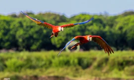 Ngắm vẹt sặc sỡ có giá nghìn đô của dân chơi Hà thành