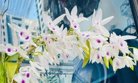 Một cành hoa lan đột biến - Ảnh: Phú Thọ Cảnh Nguyễn