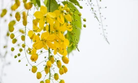 Nhẹ nhàng sắc vàng muồng hoàng yến đầu hè ở Hà Nội