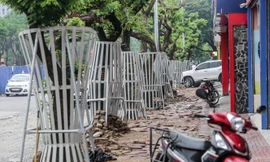 Lo ngại mất trộm, Hà Nội mặc 'áo giáp sắt' cho hàng sưa đỏ