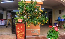 Quất cảnh Tứ Liên 'đọ sắc, khoe dáng' chờ Tết