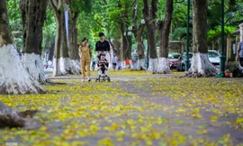  Lá phủ vàng con phố trong tiết trời chuyển sang thu ở Hà Nội