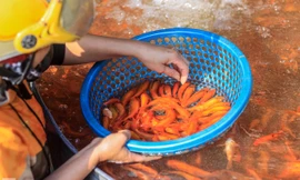 Chợ cá lớn nhất Hà Nội tất bật trước ngày ông Công ông Táo