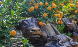 Độc đáo quất bonsai 'ngự' trên lưng trâu giá chục triệu