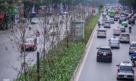 Gần 3 năm chăm sóc, hàng cây phong nứt toác, trụi lá