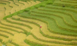Mê mẩn cảnh sắc 'thiên đường' mùa lúa chín ở Sa Pa