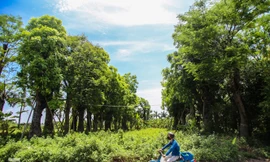 Cận cảnh hàng cây cổ thụ ở Kim Mã sau 4 năm đánh chuyển