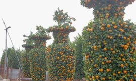 Quýt lục bình khổng lồ cao hơn 3m giá chục triệu 'chào hàng' đón Tết Tân Sửu