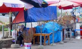 Đào nở sớm trước hai tháng, bắt đầu xuống phố đón Tết Dương lịch