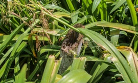 Hàng phong lá đỏ ‘biến mất’, một số cây để lại gốc rỗng mục