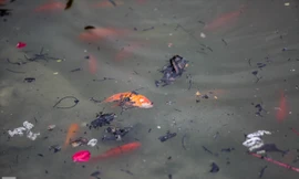 Cá chép vàng tiễn ông Táo vừa thả đã chết nổi ở hồ Hoàng Cầu