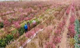 Đào bung nở sớm, người dân Nhật Tân thấp thỏm lo 'trắng tay'