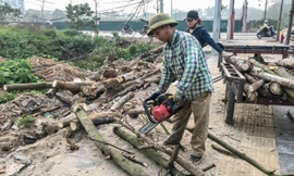 Hàng cây mới trồng khô héo trên đường ‘trăm tỷ’ bị chặt hạ làm củi