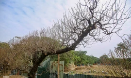 Đào cổ thụ có giá thuê hàng chục triệu xuống phố sớm