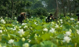 Đầm sen trắng mênh mông, hiếm có ở Hà Nội