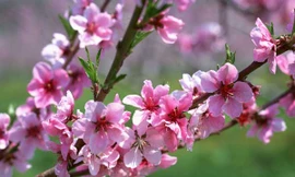 Giờ tốt, hướng tốt trong 9 ngày nghỉ Tết